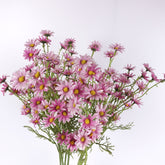 Daisy Flower Spray in Fuchsia 76cmH